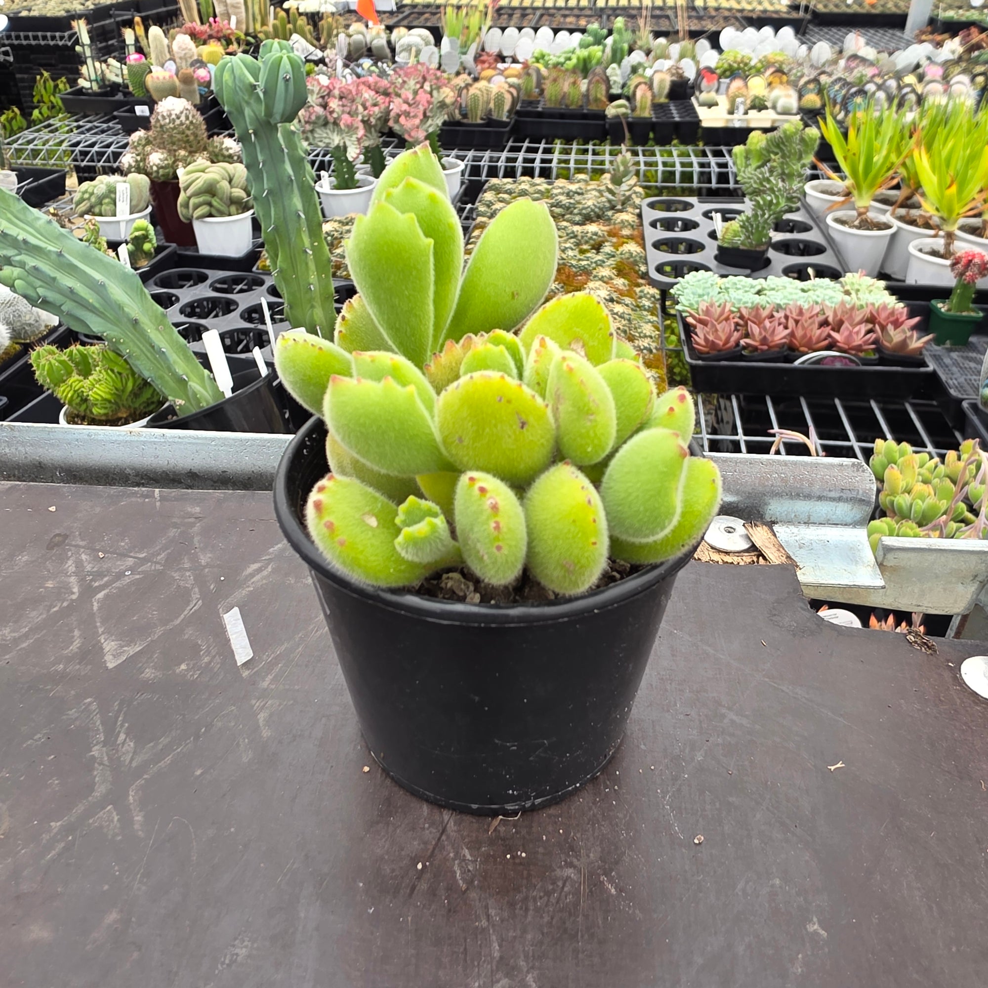 paw succulent Cotyledon tomentosa 'Bear's Paw' – Collectors Online