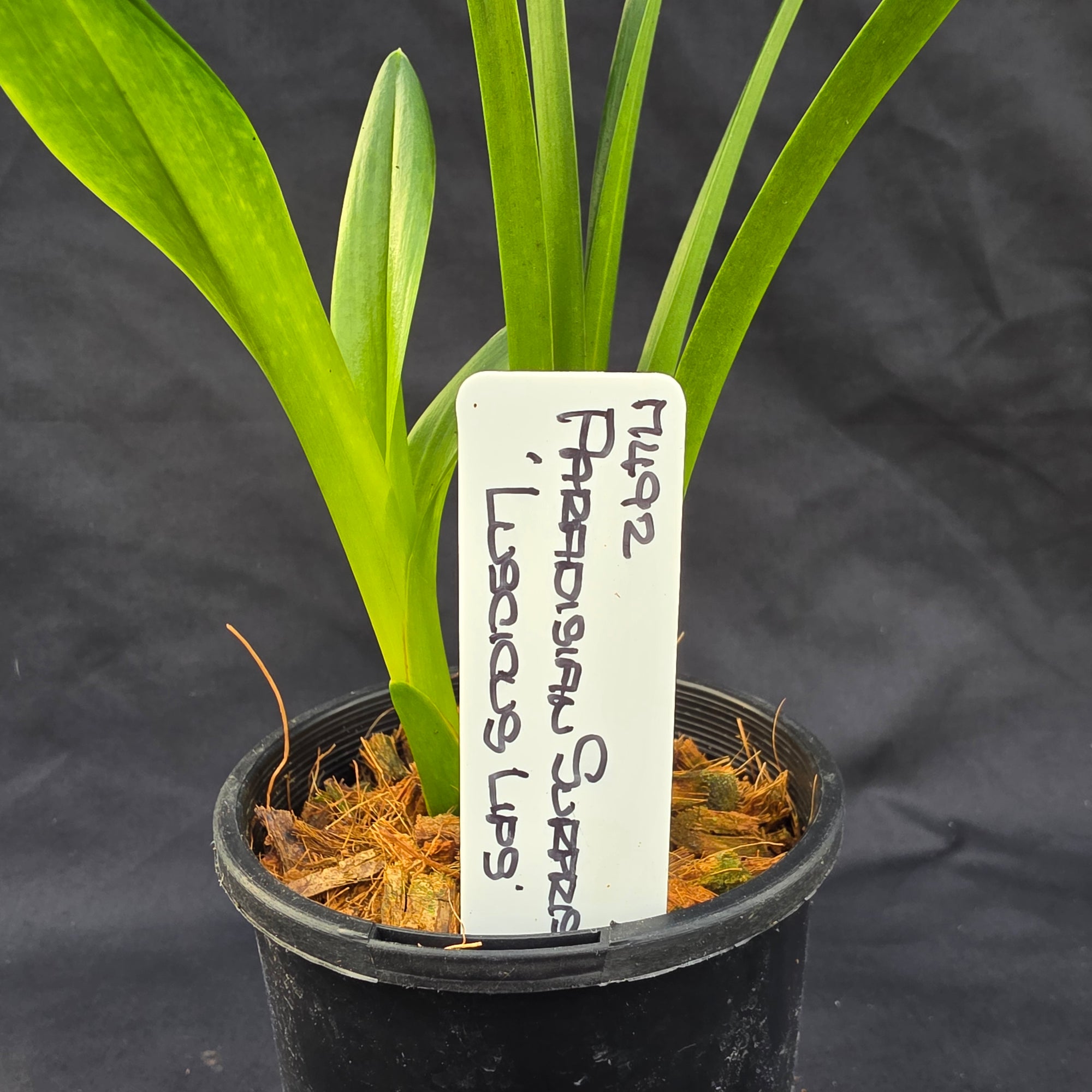 Cymbidium Paradisian Surprise 'Luscious Lips'