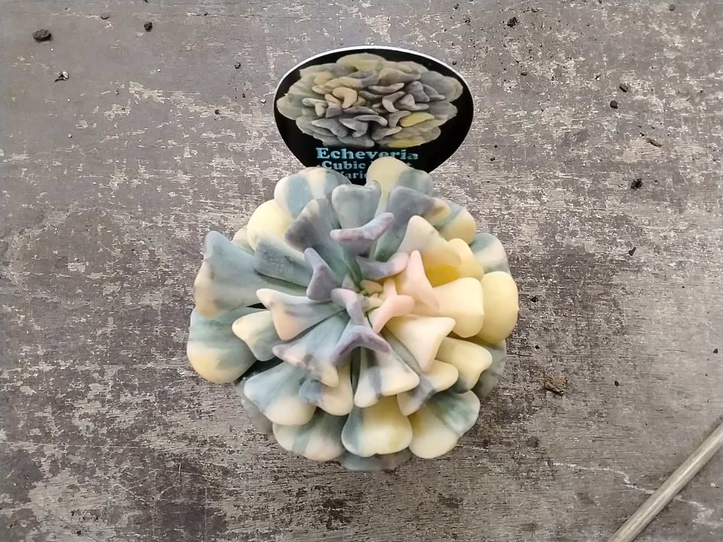 Echeveria 'Cubic Frost Variegata' - A Mesmerising Variegated Succulent