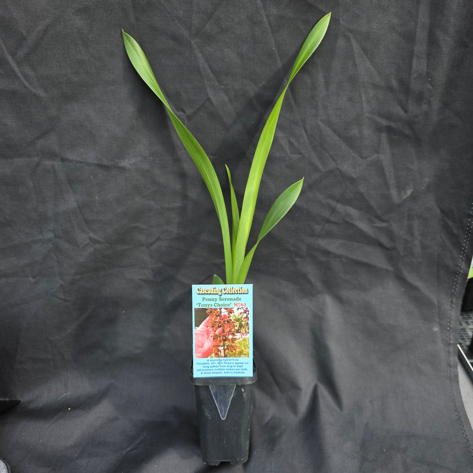 Cymbidium Penny Serenade 'Tony's Choice'