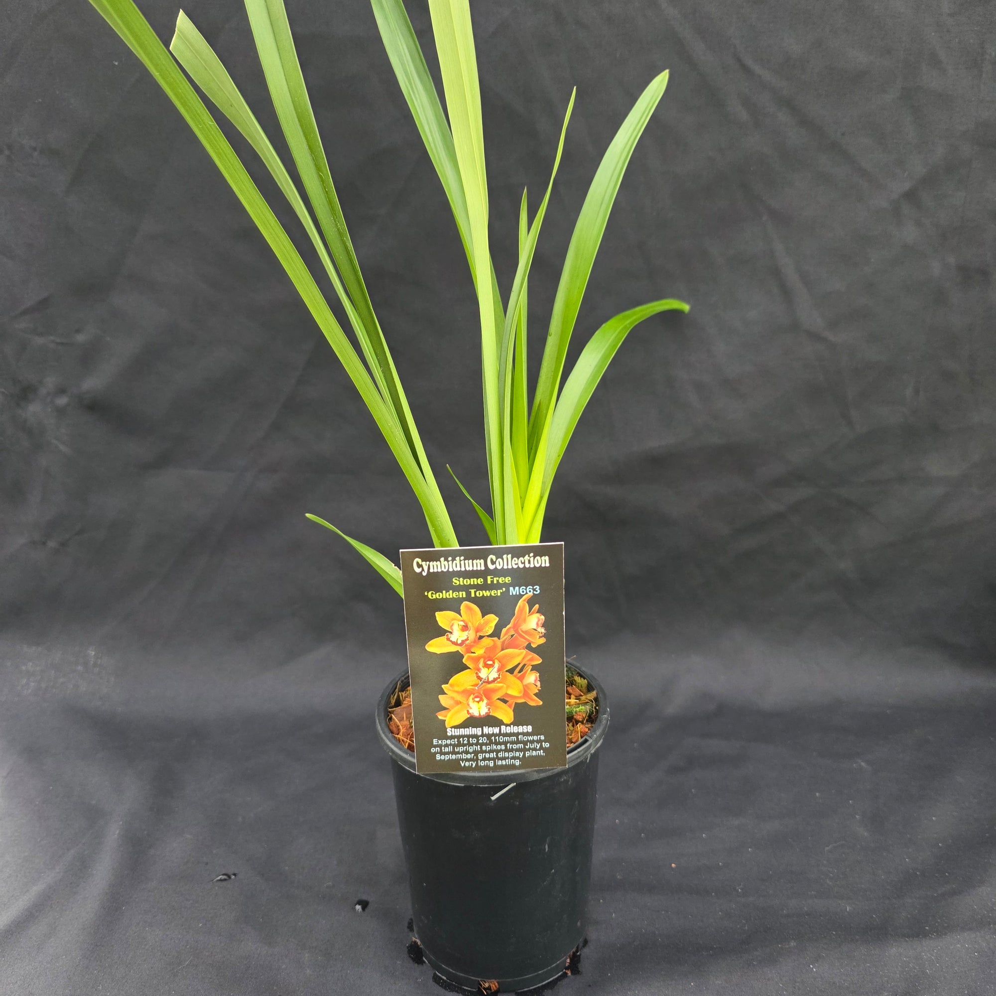 Cymbidium Stone Free 'Golden Tower'