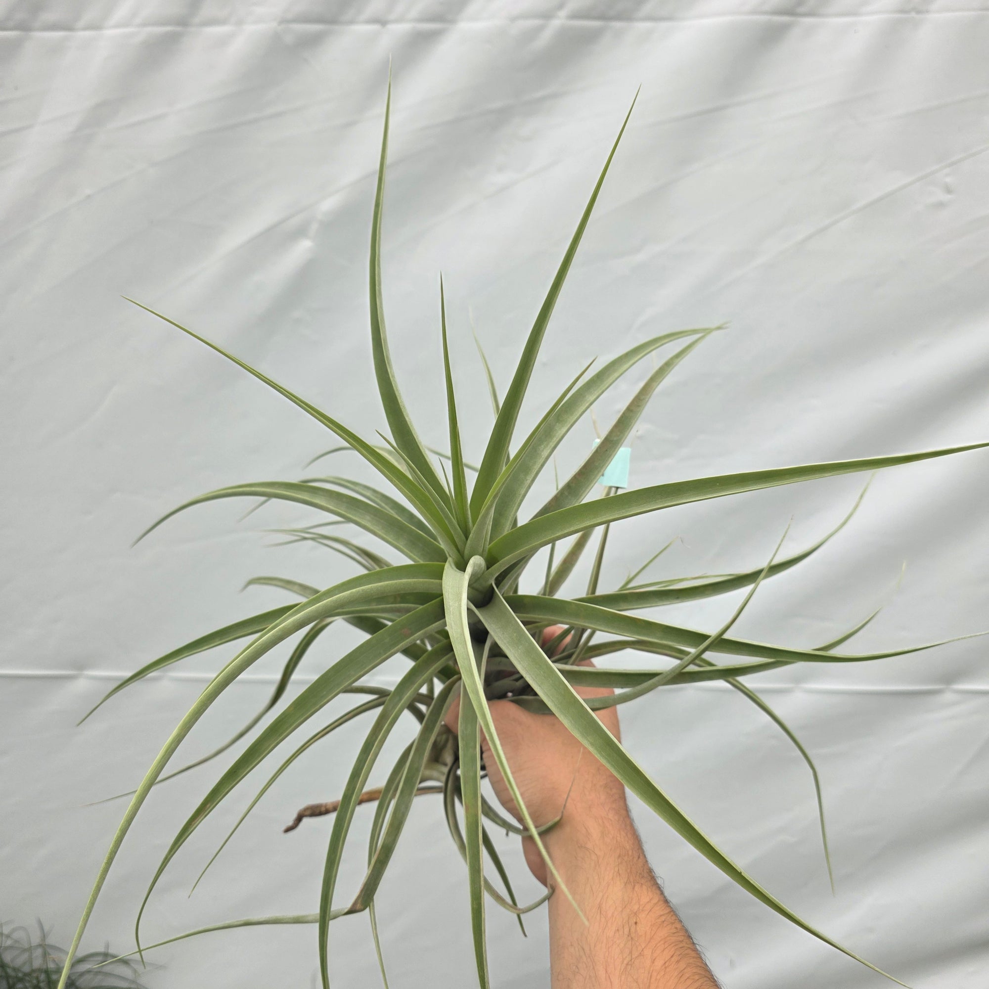 Tillandsia divaricata (WA Prohibited)