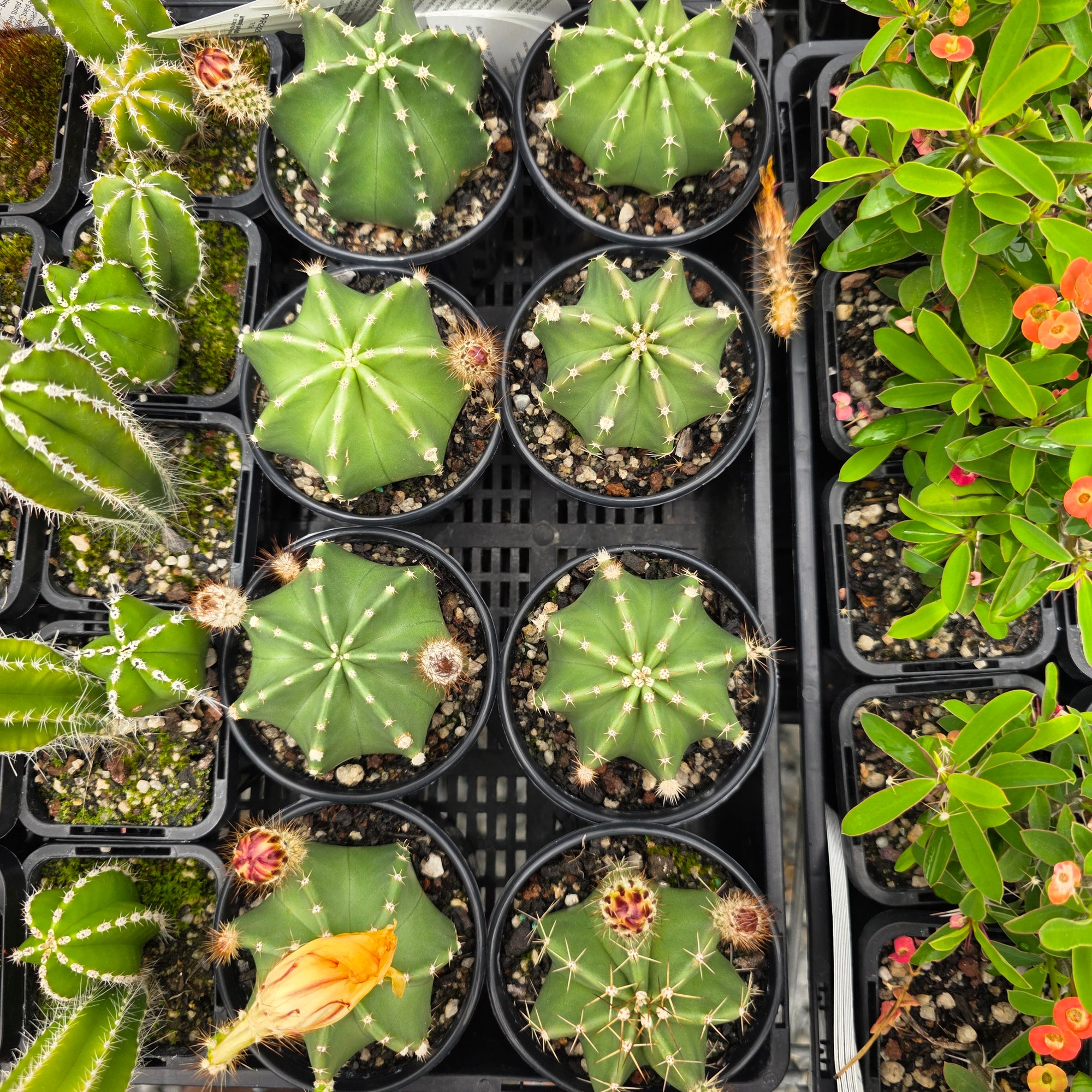 Echinocereus subinermis