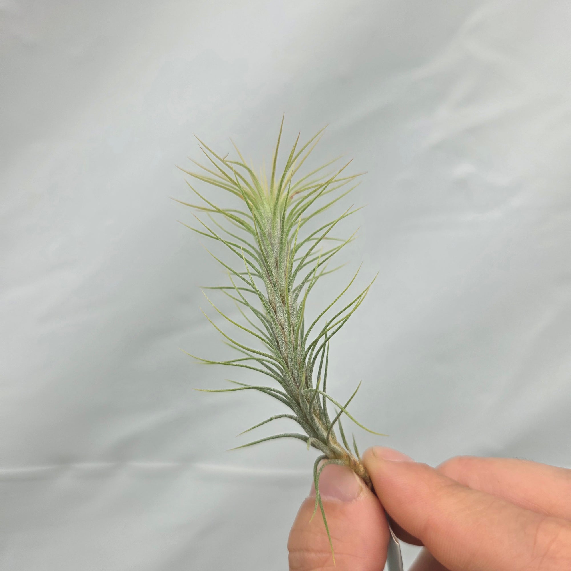 funckiana air plant Tillandsia funckiana – Collectors Online