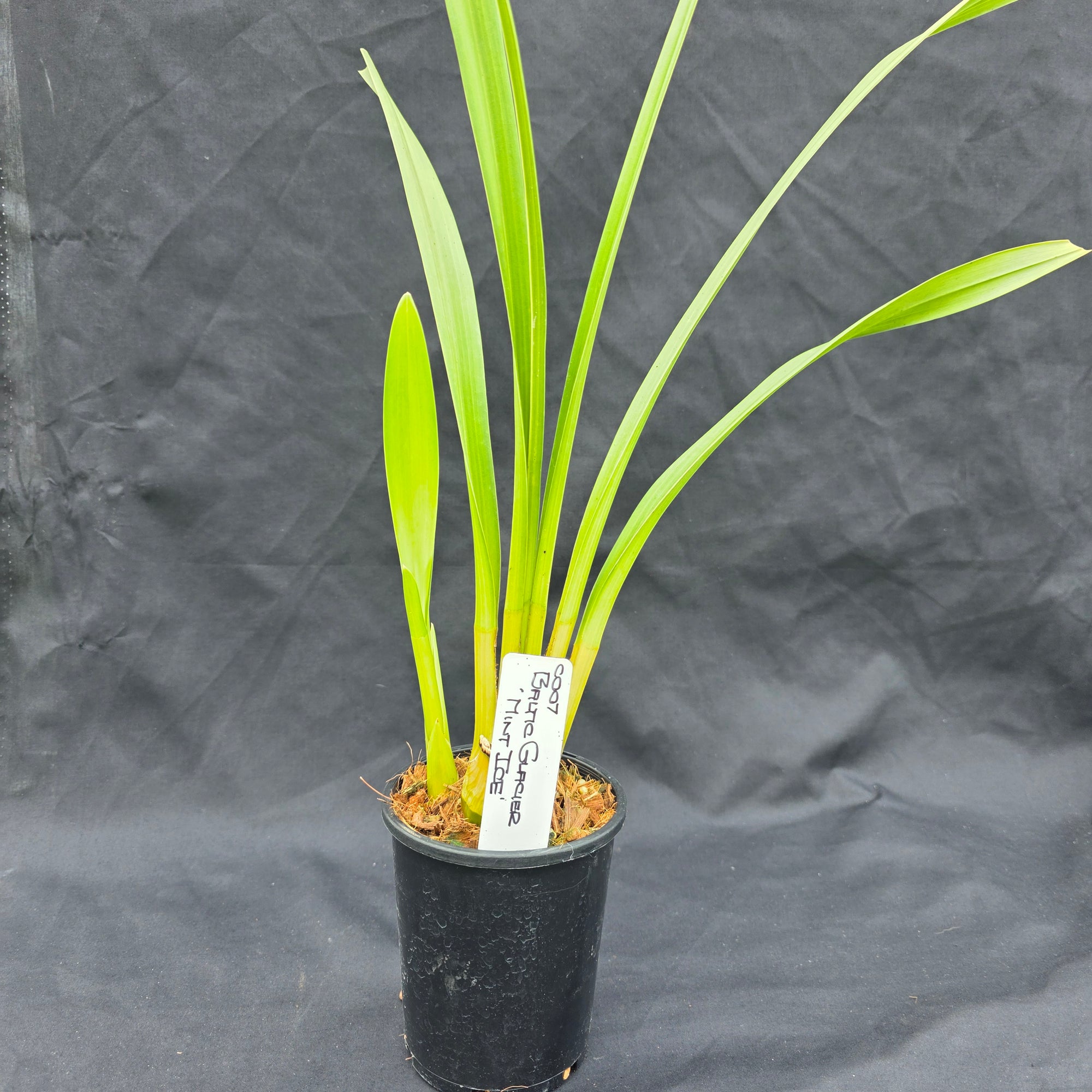 Cymbidium Baltic Glacier 'Mint Ice'