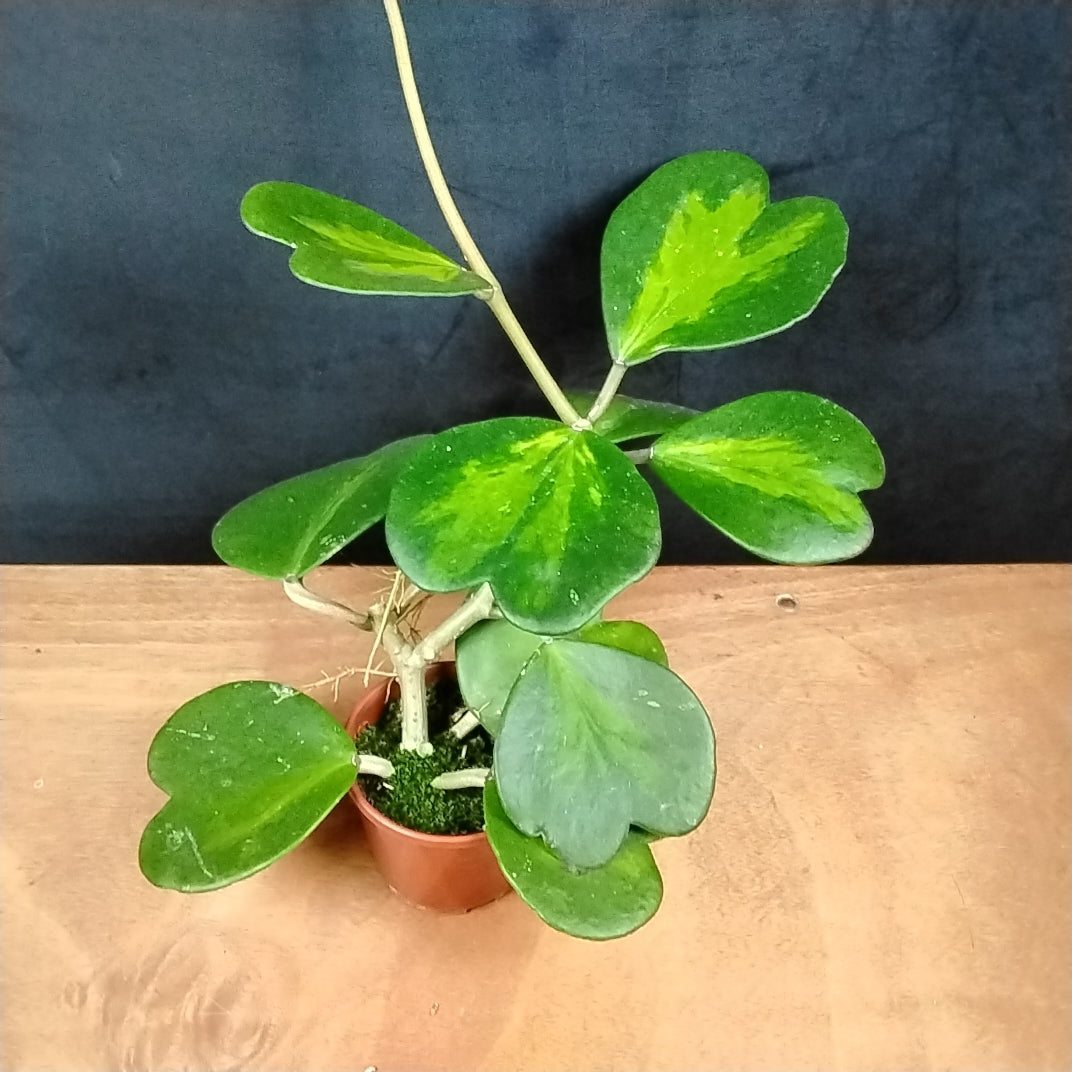Hoya kerrii 'Reverse Variegata'