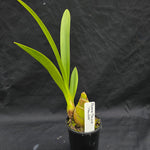 Cymbidium Black Stump 'Howzat'