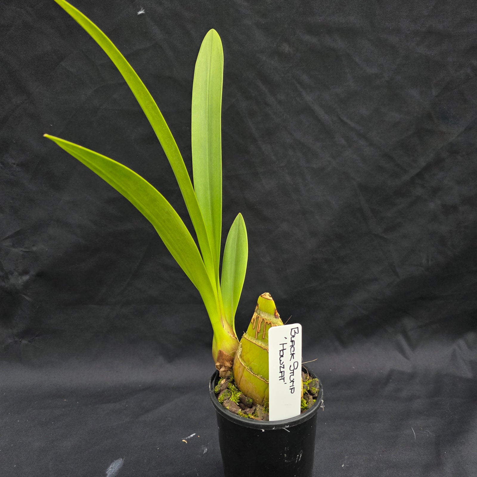 Cymbidium Black Stump 'Howzat'