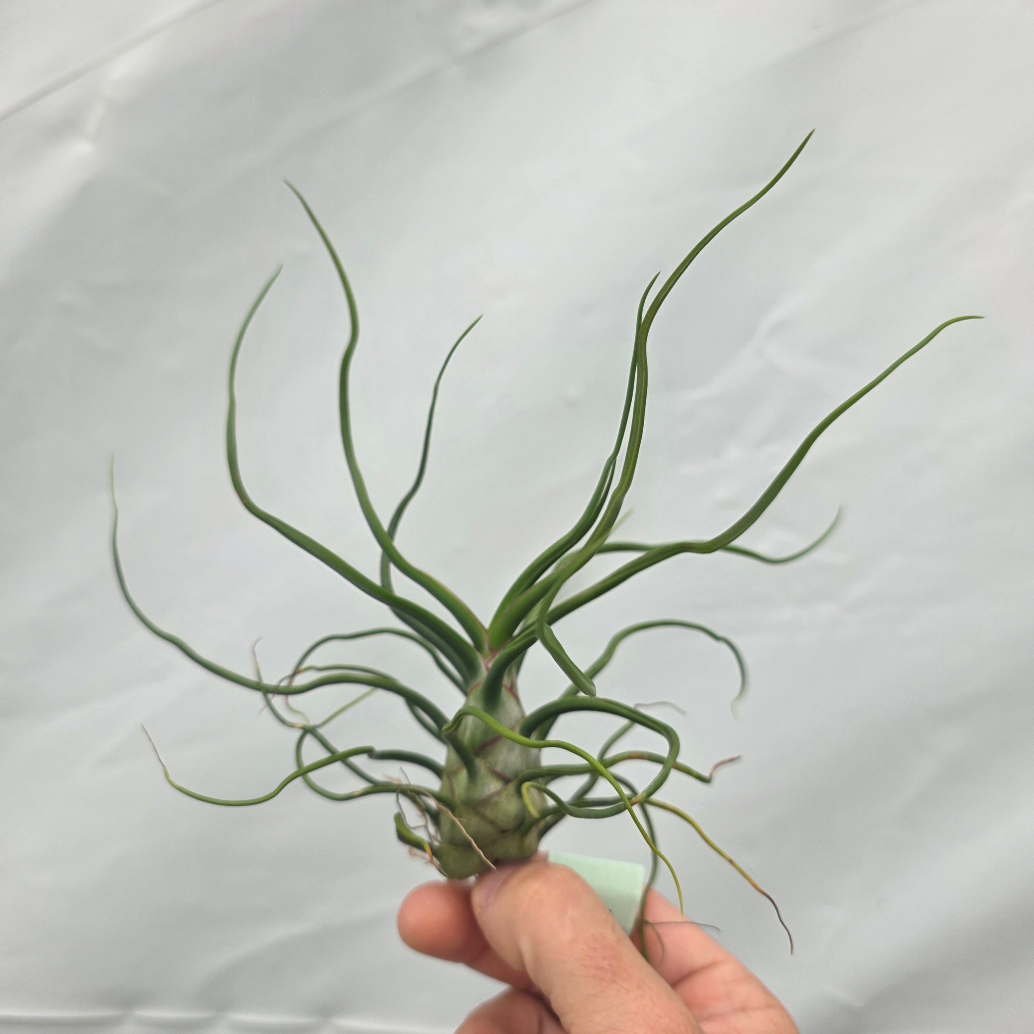 Tillandsia bulbosa
