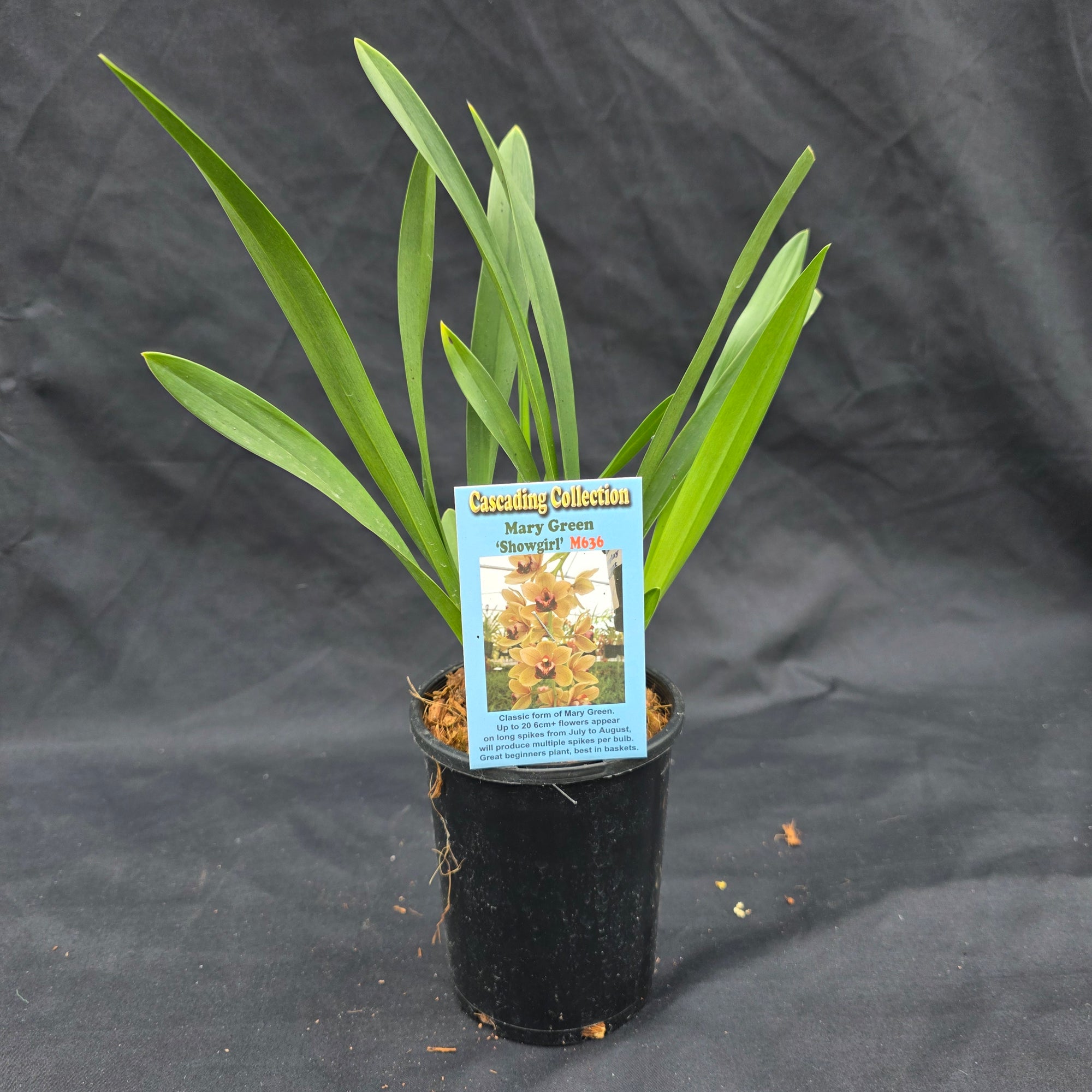Cymbidium Mary Green 'Showgirl'