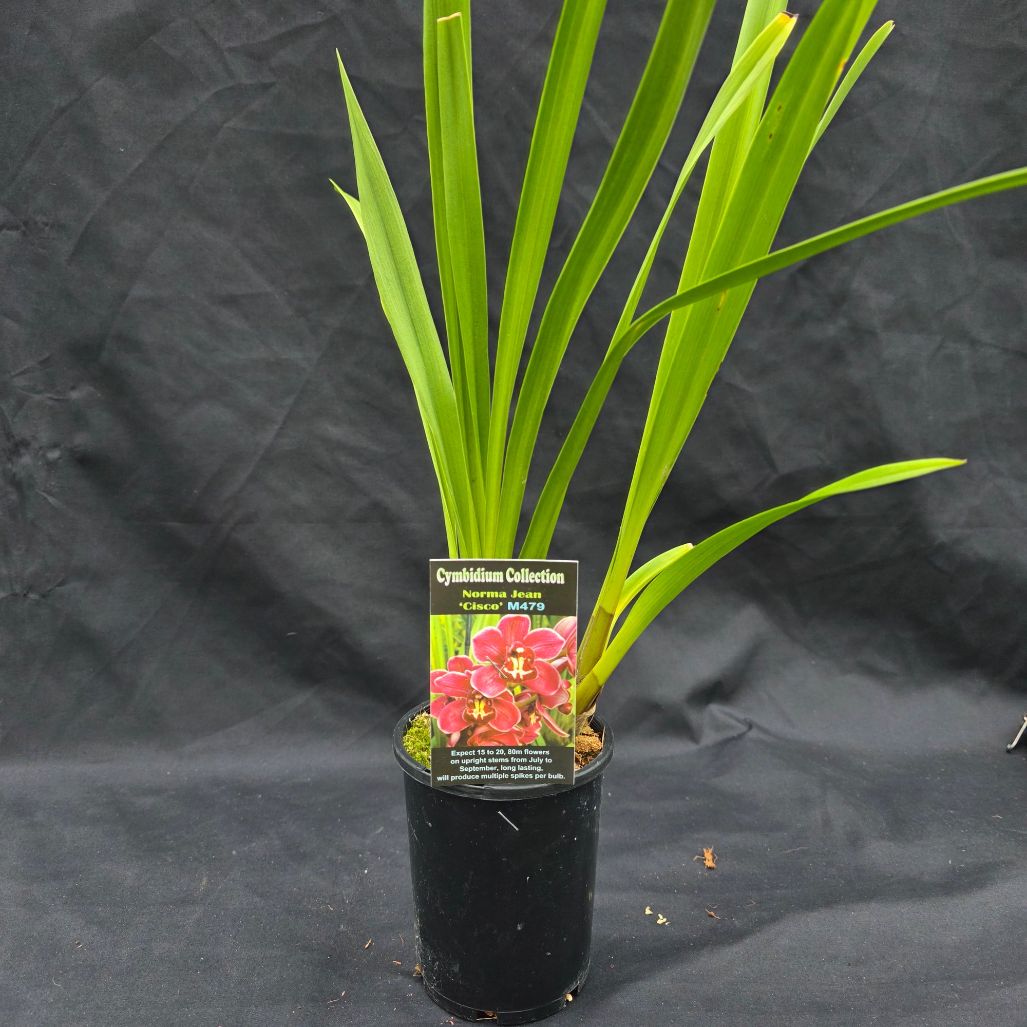Cymbidium Norma Jean 'Cisco'