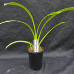 Cymbidium Tracey Reddaway 'Sunkist' x Kelly's Winter 'Patricia'