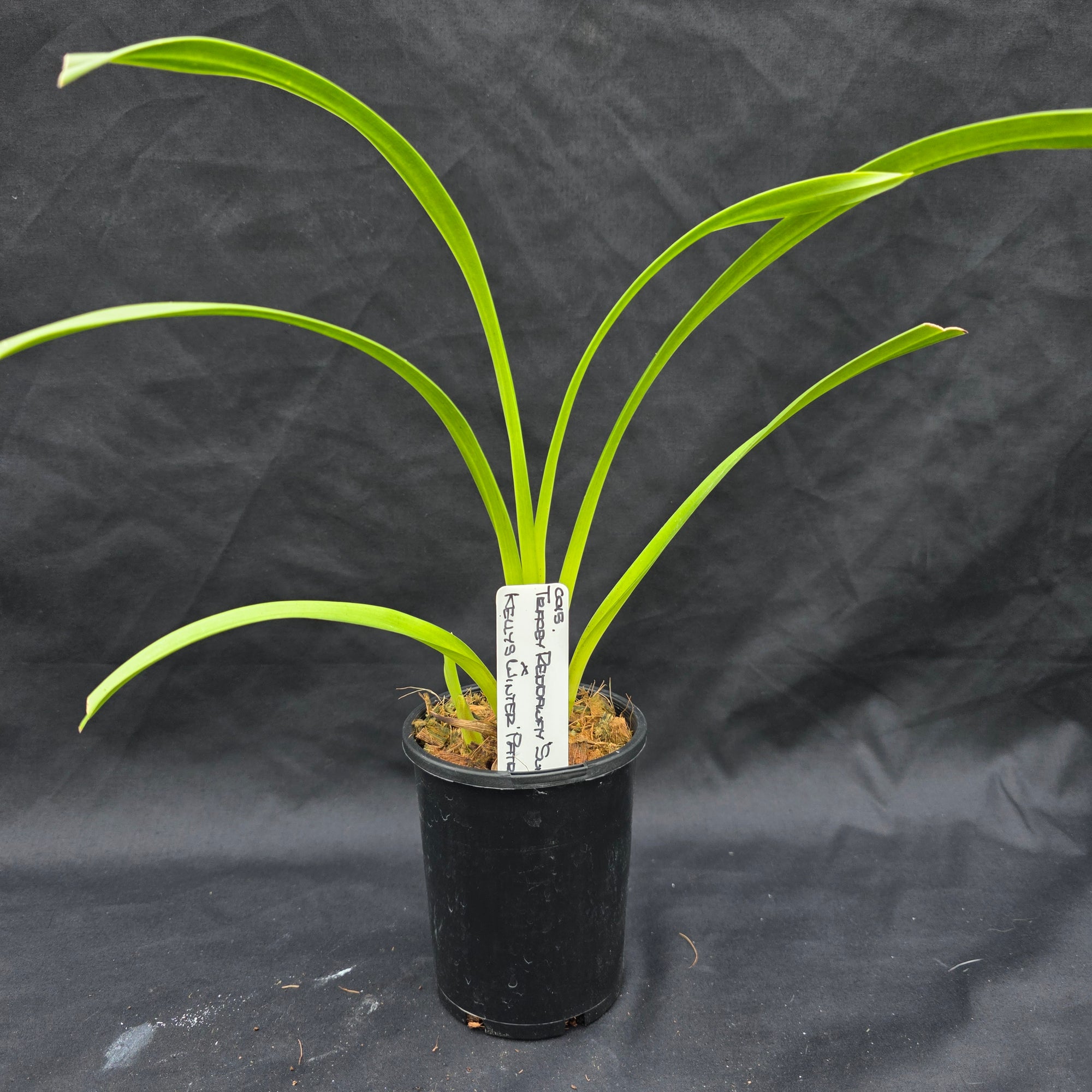 Cymbidium Tracey Reddaway 'Sunkist' x Kelly's Winter 'Patricia'