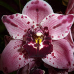 Cymbidium Rocky Road 'Gotcha'