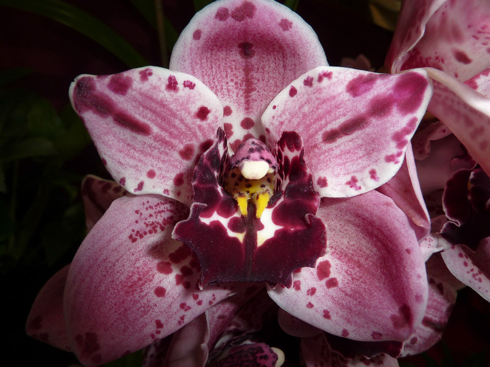 Cymbidium Rocky Road 'Gotcha'