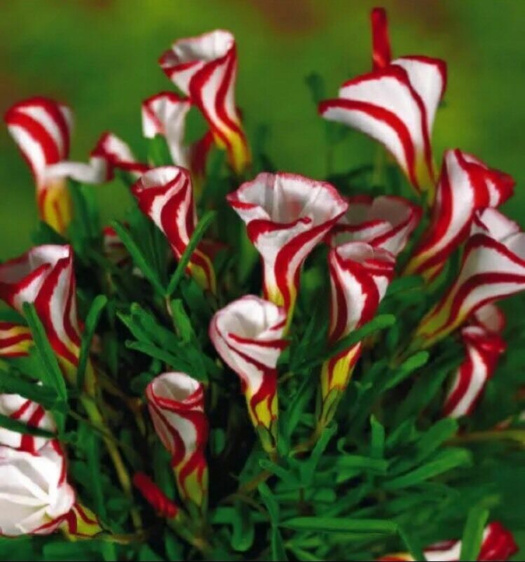 Oxalis versicolour 'Barbers Pole Oxalis'