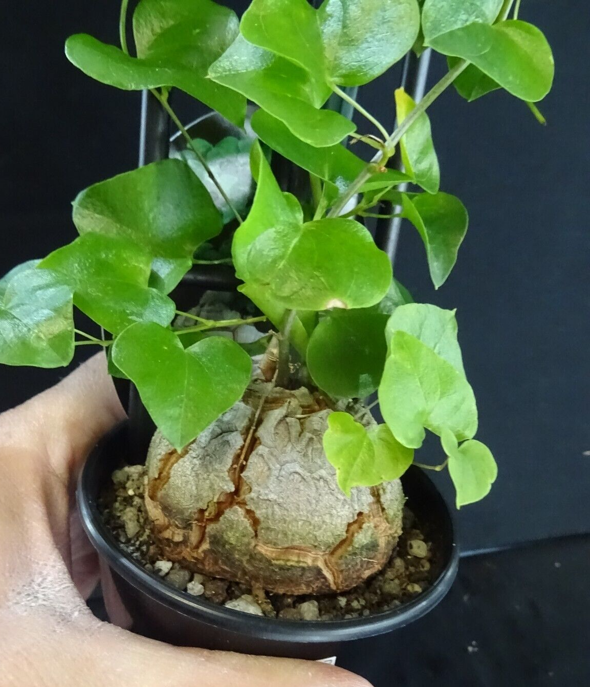 Dioscorea elephantipes 'The Elephant's Foot' 80mm pot