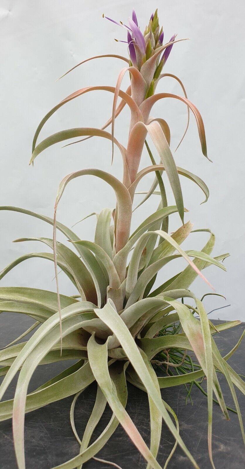 Tillandsia Betty