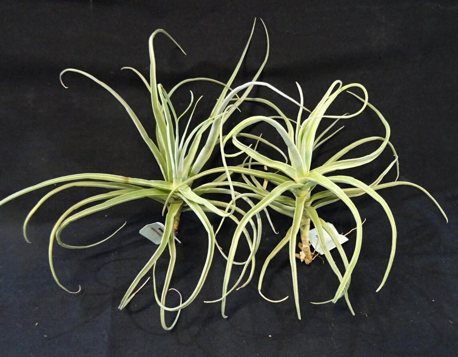 Tillandsia streptocarpa