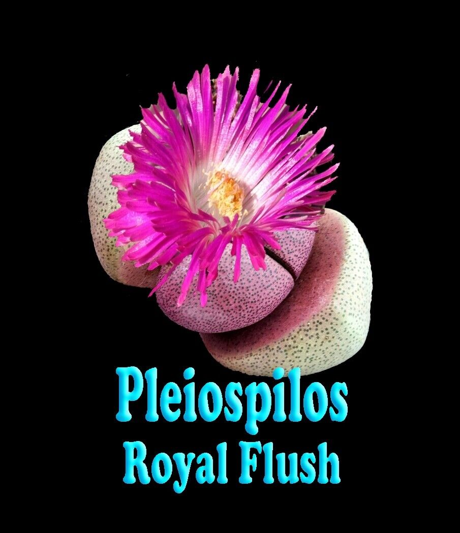 Pleiospilos nelii 'Royal Flush'