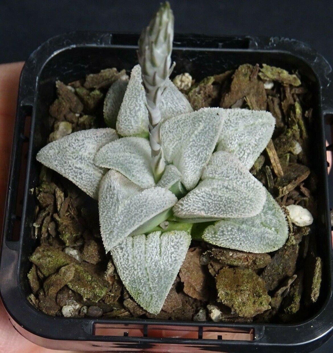 Haworthia pygmaea f. crystallina