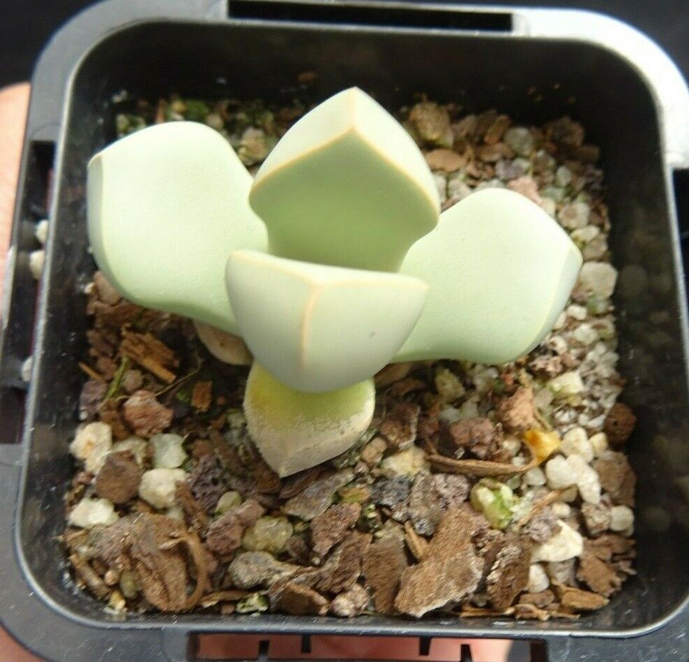 Lapidaria margaretae