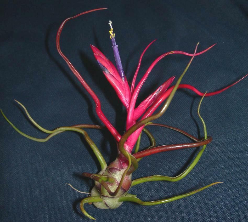 Tillandsia bulbosa x 10