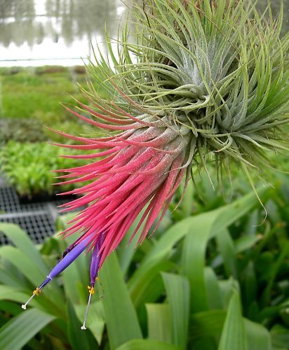 Tillandsia Collection (5 Air Plants): Diverse & Easy Care