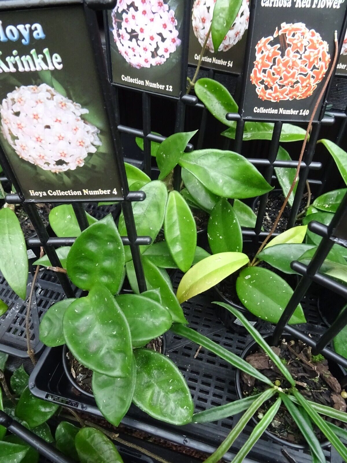 Hoya Collection (10 Plants): Diverse Foliage & Flowers