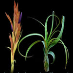 Tillandsia balbisiana