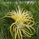 Tillandsia ionantha 'Druid' Albino Form