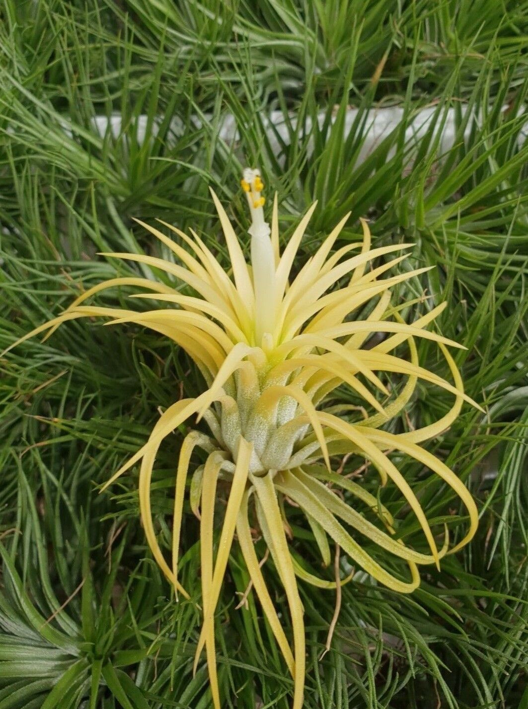 Tillandsia ionantha 'Druid' Albino Form