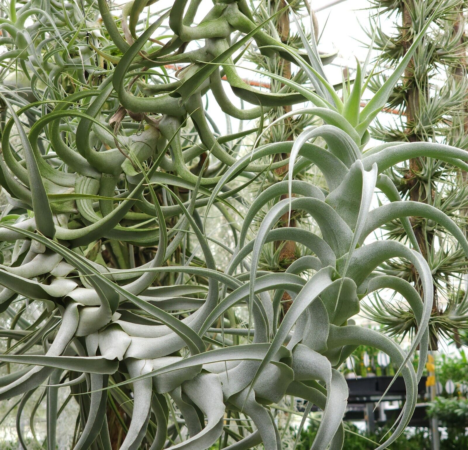 Tillandsia cacticola 'Splendide'