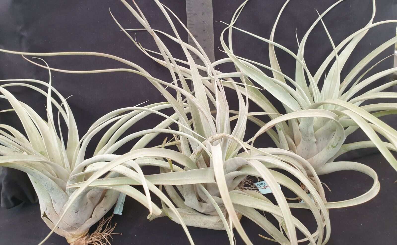 Tillandsia Betty