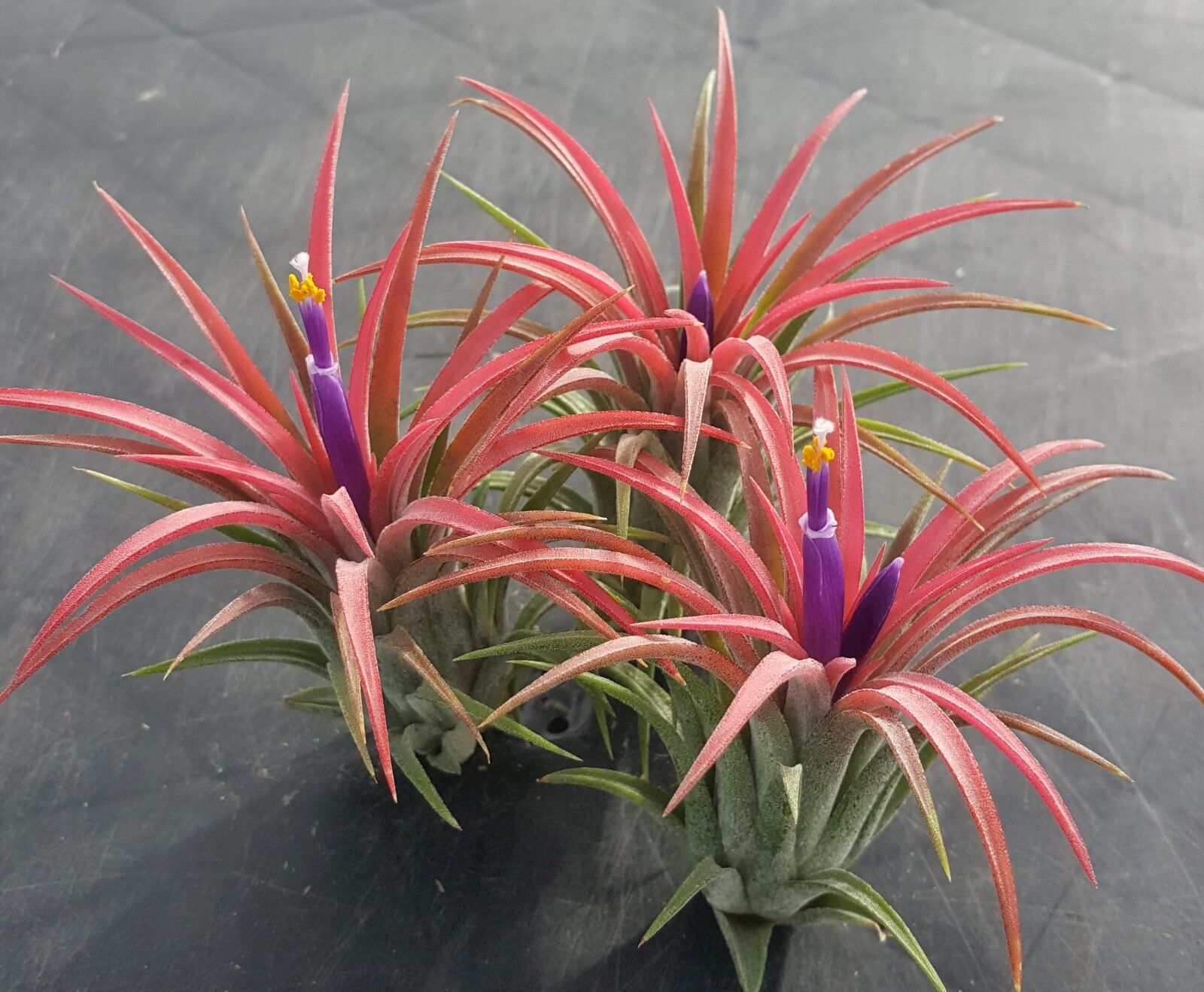 Tillandsia ionantha x 100 - Bulk Air Plants for Terrariums & Crafts