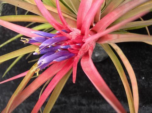 Tillandsia collection of 5 varying species/cultivars