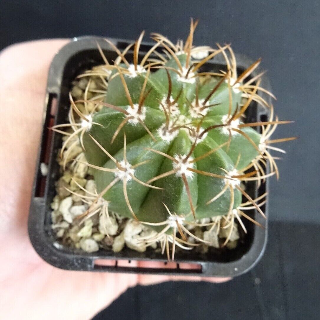 Melocactus matanzanus 'The Dwarf Turk's' 66mm Pot