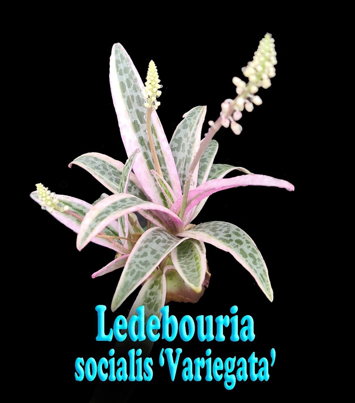 Ledebouria socialis Variegata