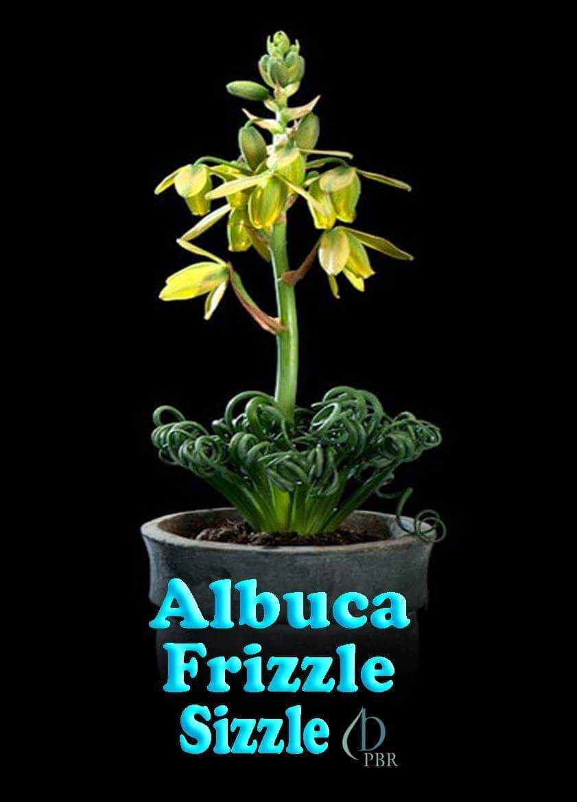 Albuca spiralis 'Frizzle Sizzle'