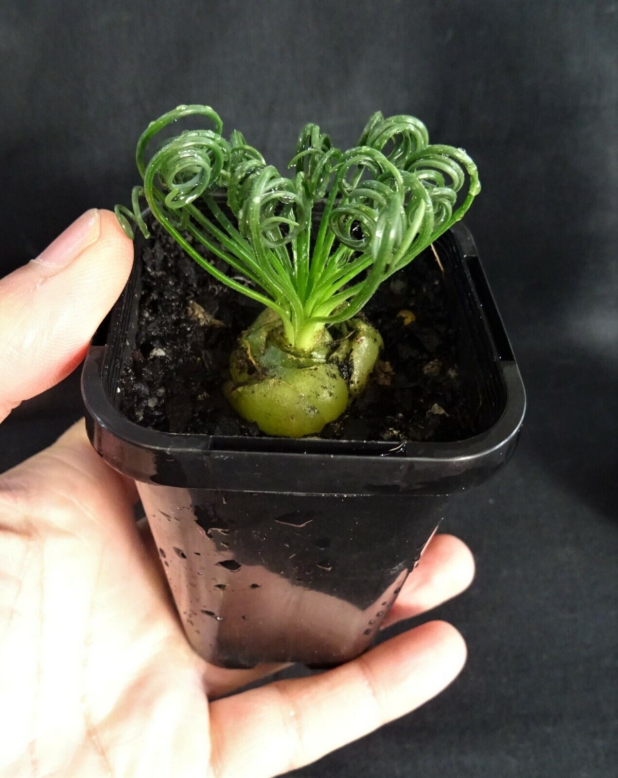 Albuca spiralis 'Frizzle Sizzle'