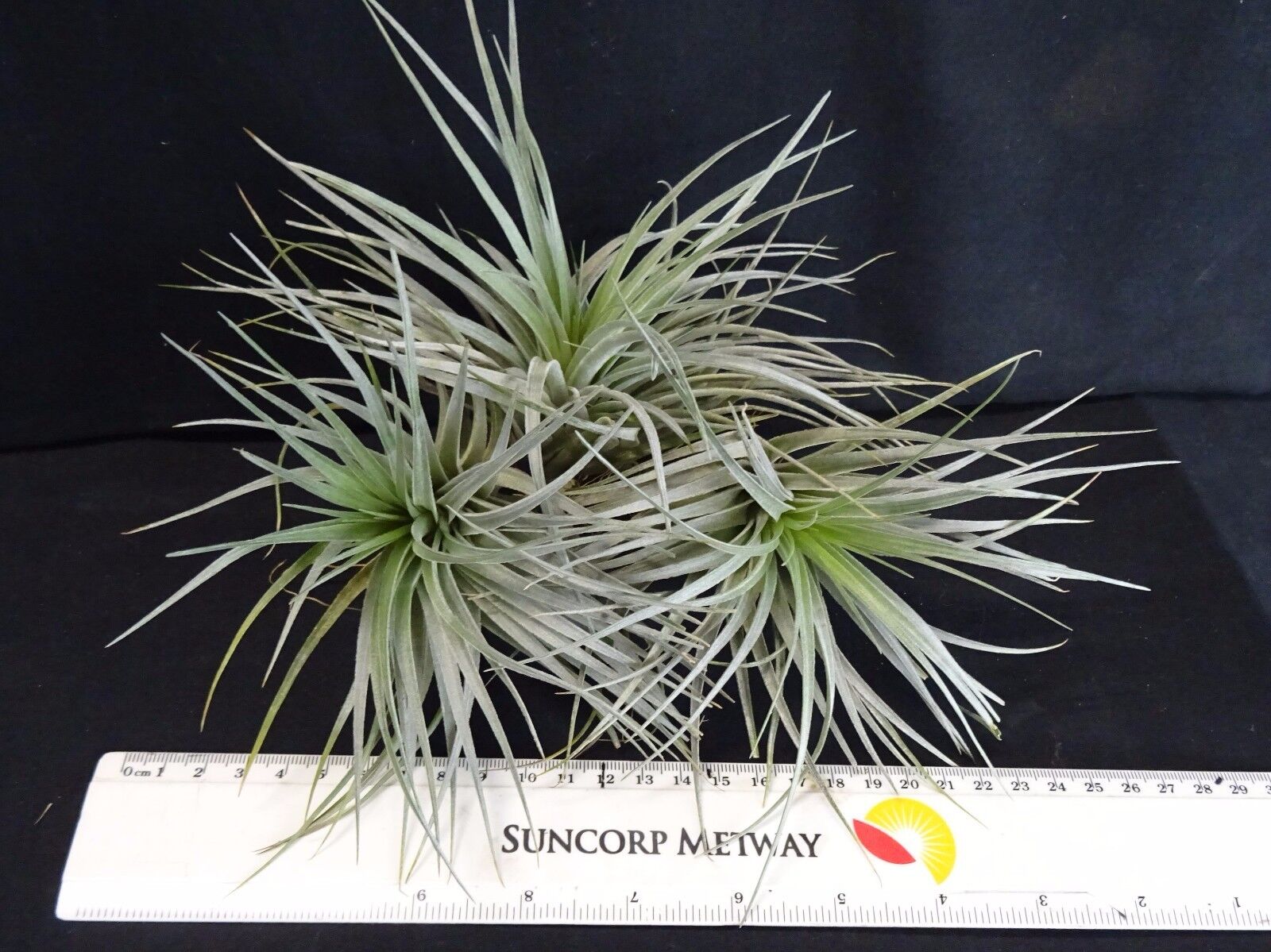 Tillandsia Houston