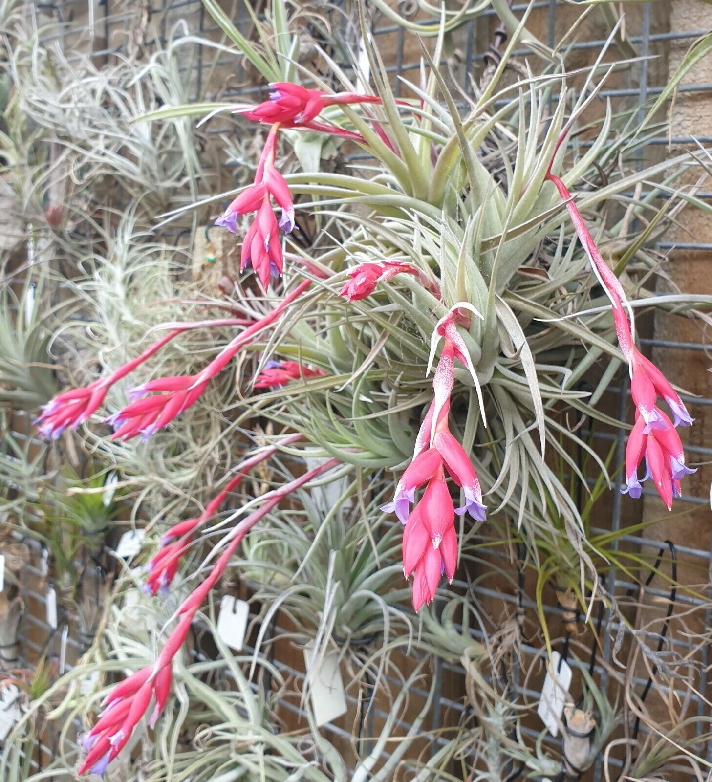 Tillandsia leonamiana 'Leon' - The Fuzzy Air Plant