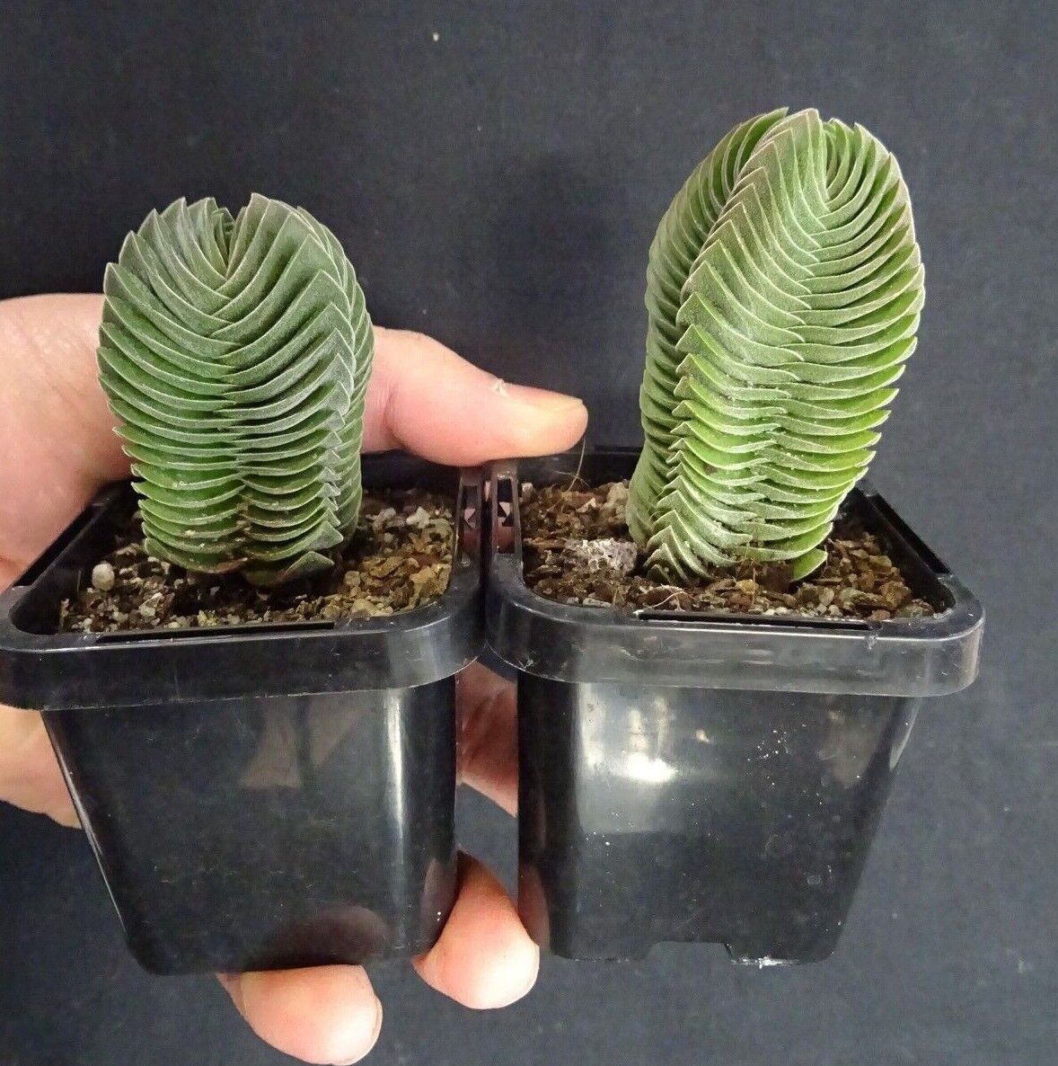 Crassula Buddha's Temple (NOT FOR WA)