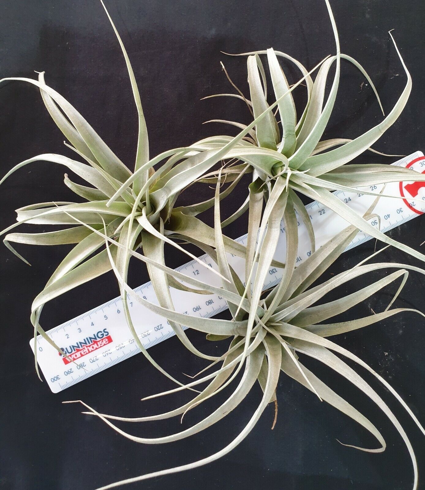 Tillandsia xerographica