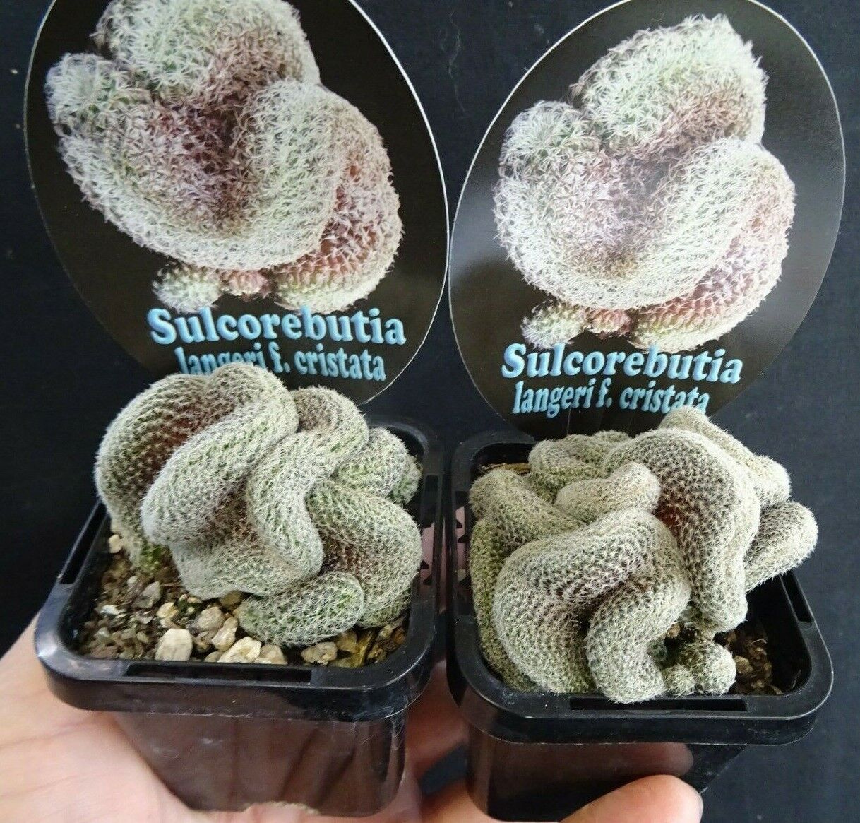 Sulcorebutia langeri cristata