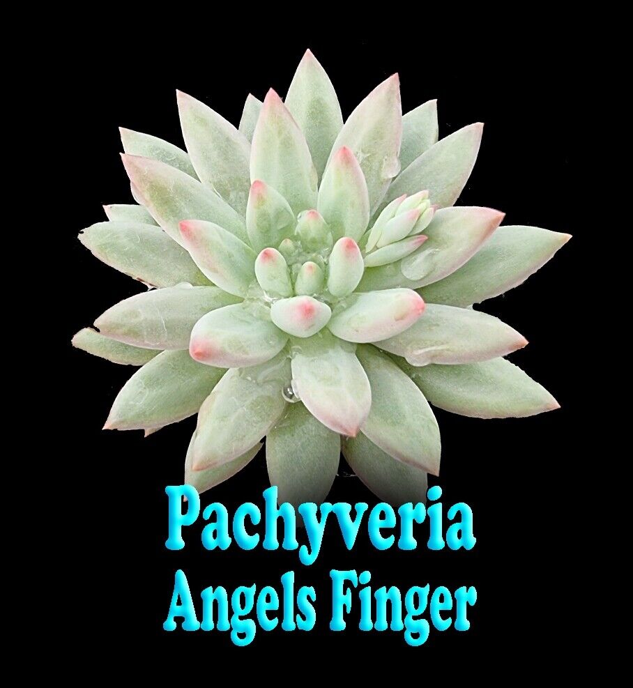 Pachyveria 'Angels Finger'