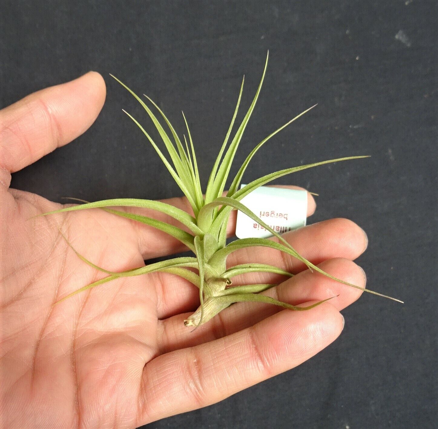 Tillandsia bergeri