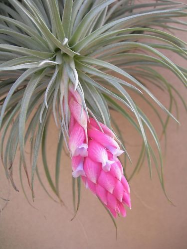 Tillandsia collection of 20 varying species/cultivars