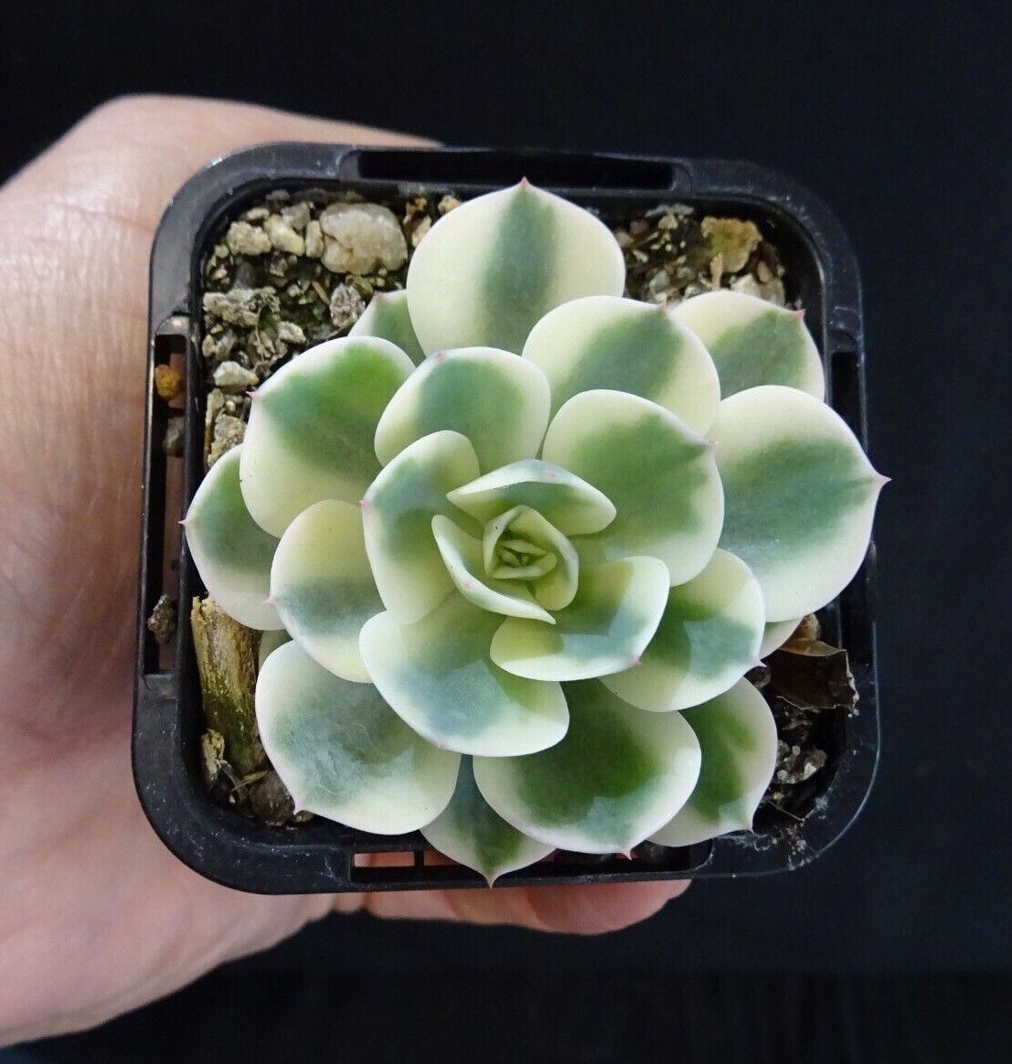 Echeveria 'Compton Carousel'