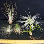 Tillandsia Collection (5 Air Plants): Diverse & Easy Care